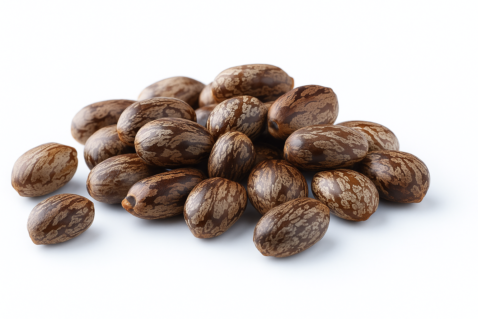 Castor Seeds
